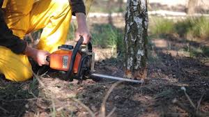 Best Lawn Disease Treatment  in Pageland, SC